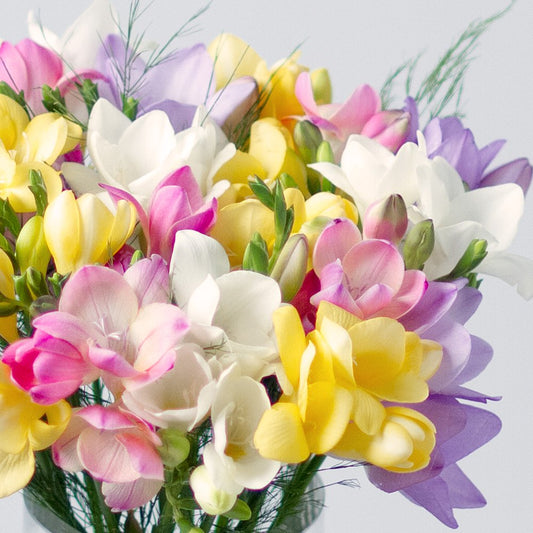 Fragrant Freesias