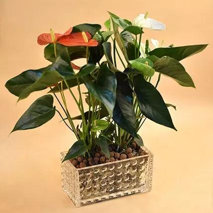 Anthurium Plant