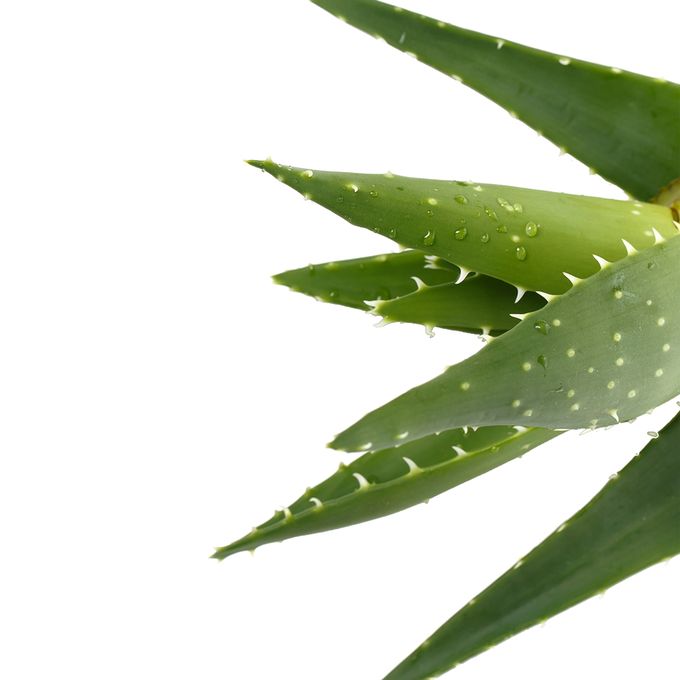 【Clearance Sale】NICE & LOVELY ALOEVERA HERBAL LOTION